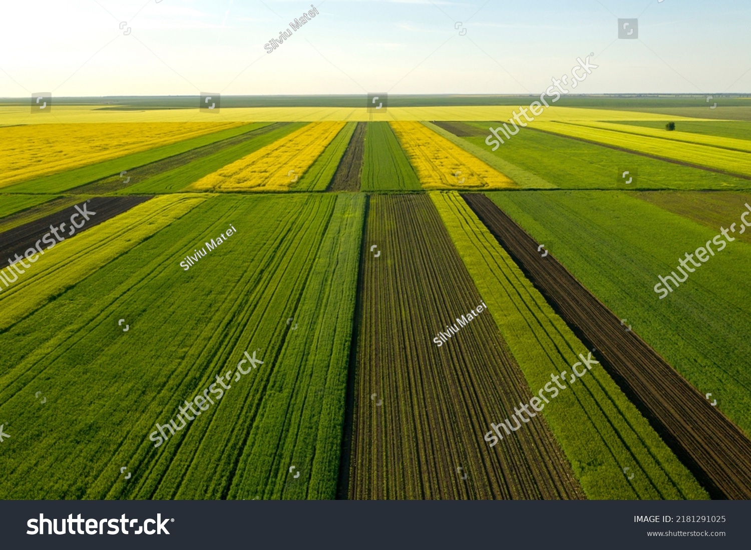 Aerial view with the  landscape geometry texture of a lot of agriculture fields with different plants like rapeseed in blooming season and green wheat. Farming and agriculture industry. #2181291025