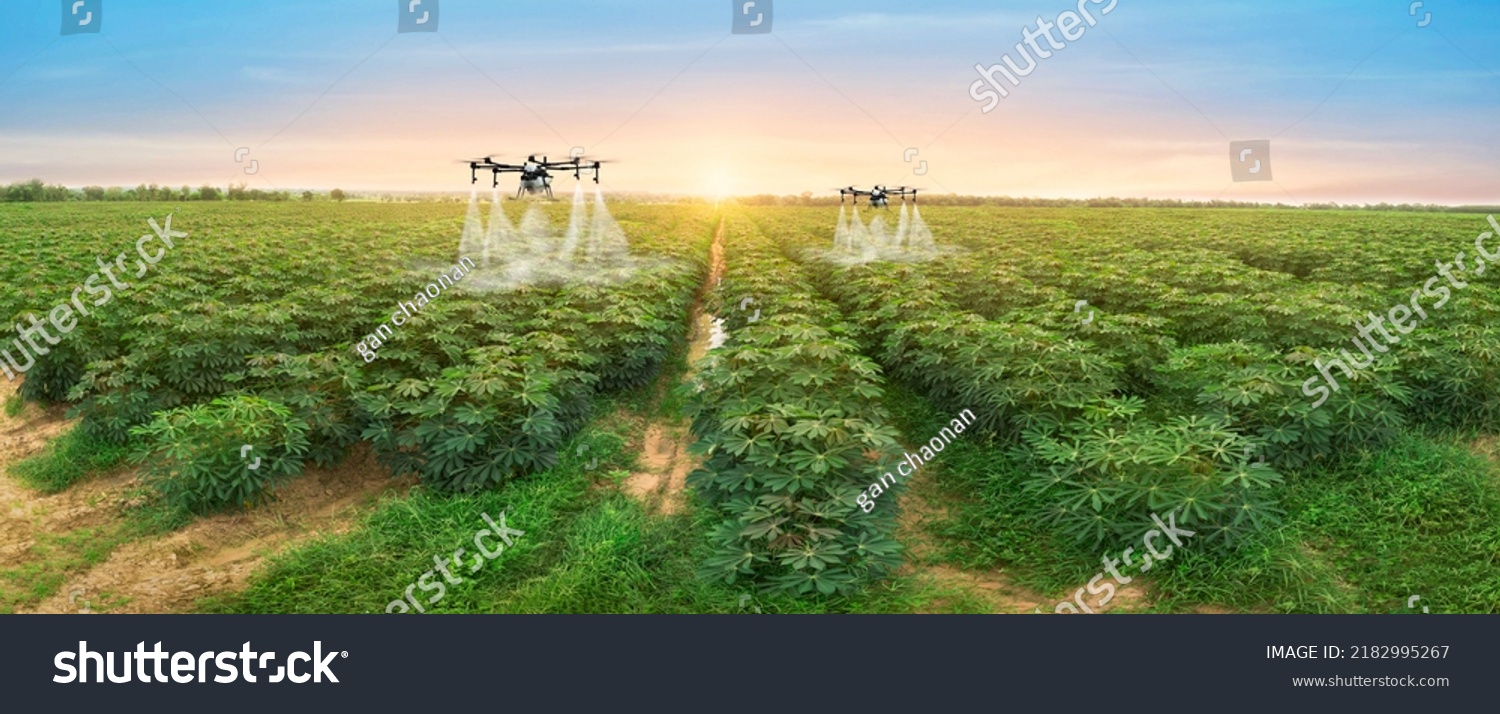 Agriculture drone fly to sprayed fertilizer on row of cassava tree. smart farmer use drone for various fields like research analysis, terrain scanning technology, smart technology concept. #2182995267