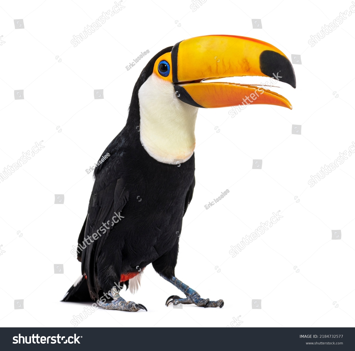 Toucan toco beak open, we can see its tongue, Ramphastos toco, isolated on white #2184732577