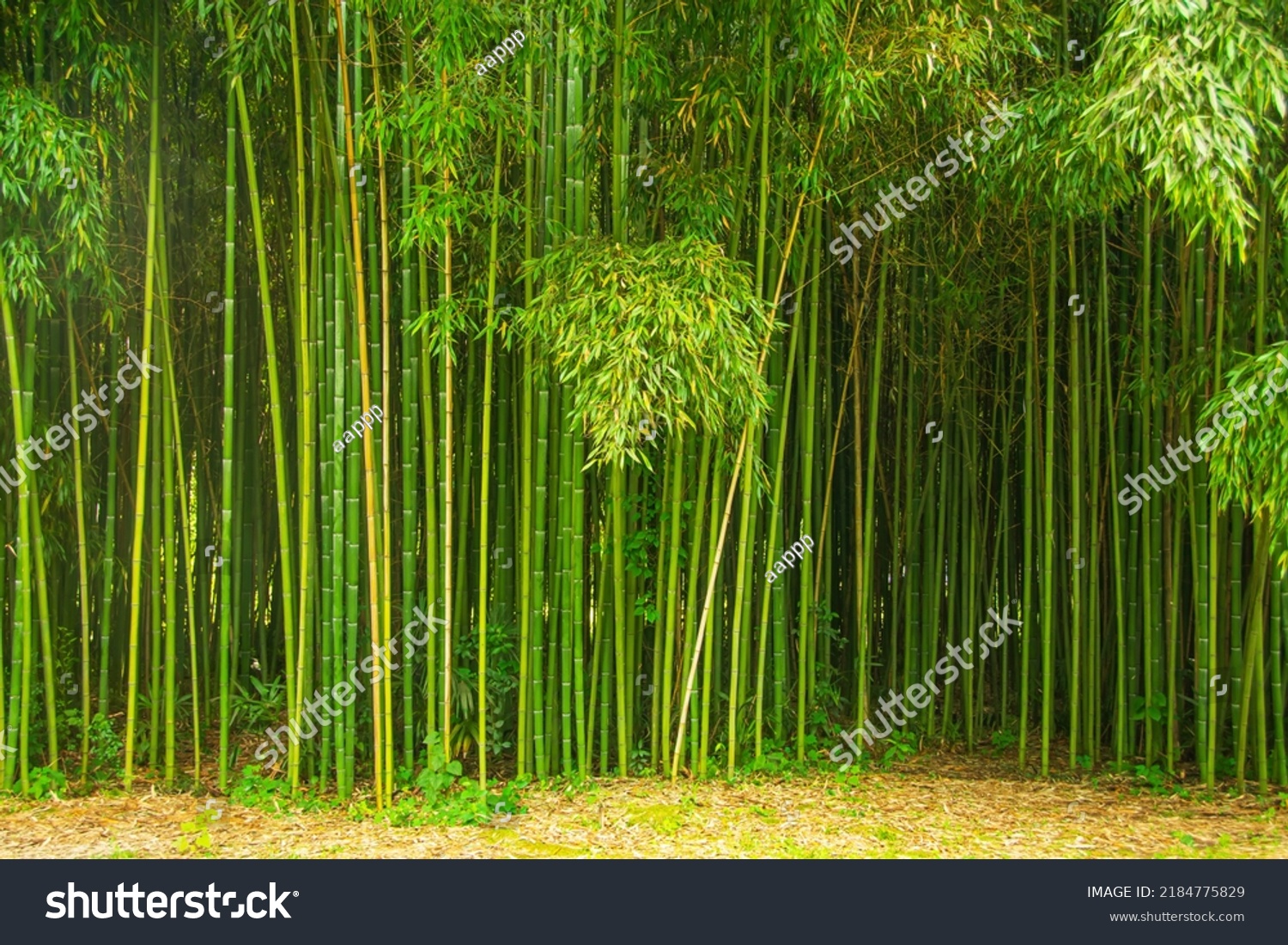 Beautiful thickets of bamboo in the park, natural texture background #2184775829