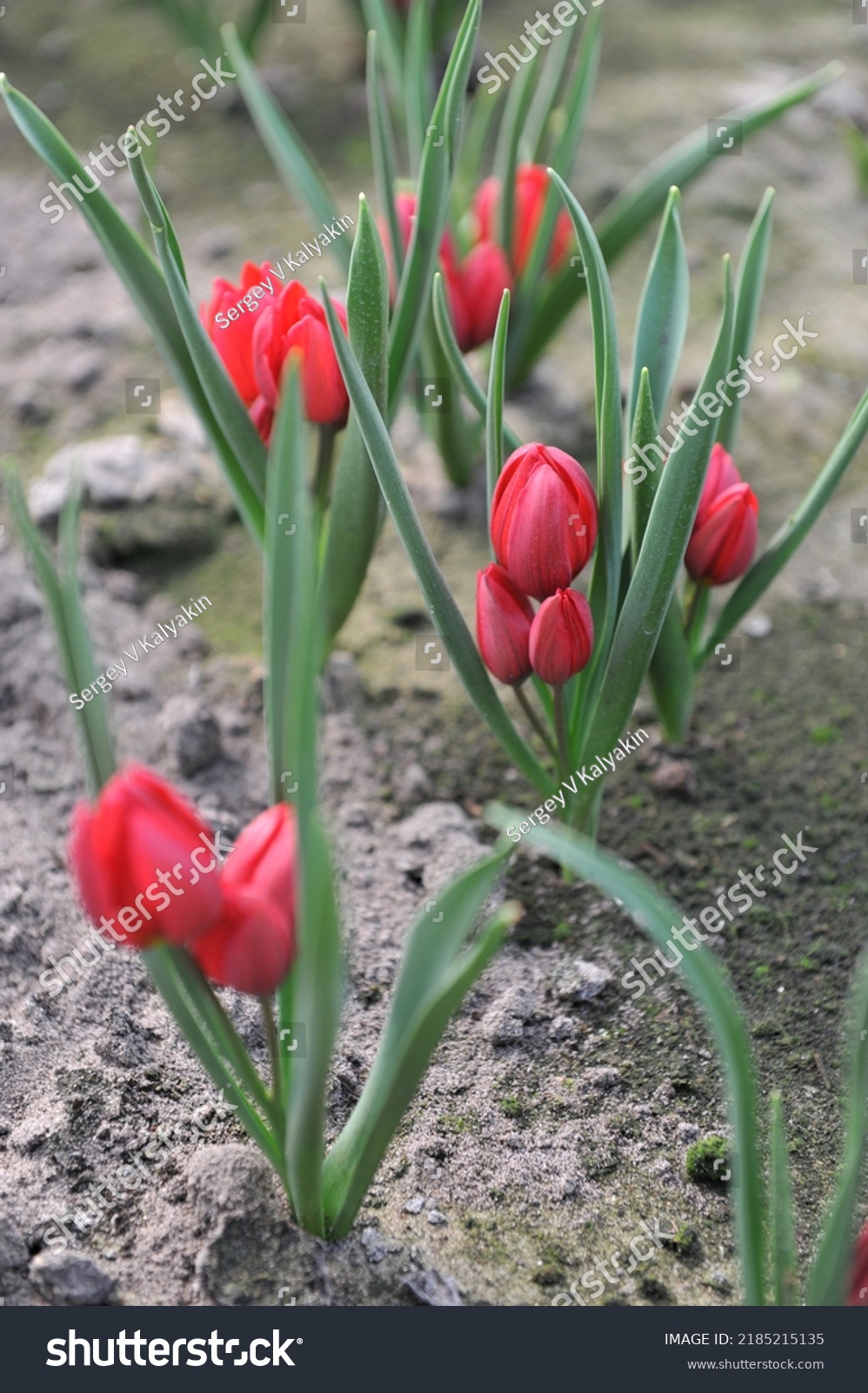 Red Miscellaneous tulips (Tulipa humilis) Heaven bloom in a garden in April #2185215135