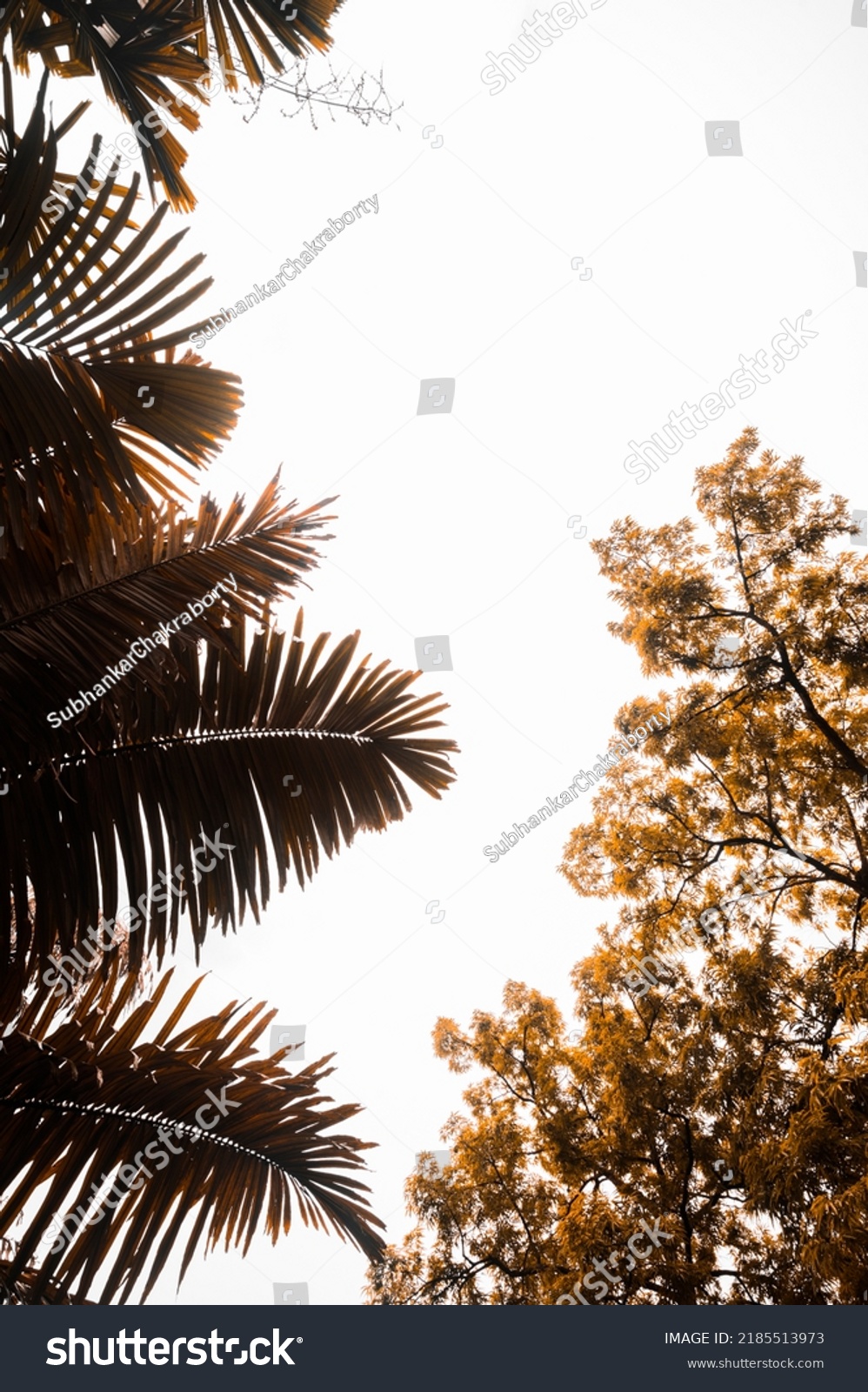 Vector frame in the form of the coconut tree and other branches of trees against the sky with white clouds. Nature leaves frame . #2185513973
