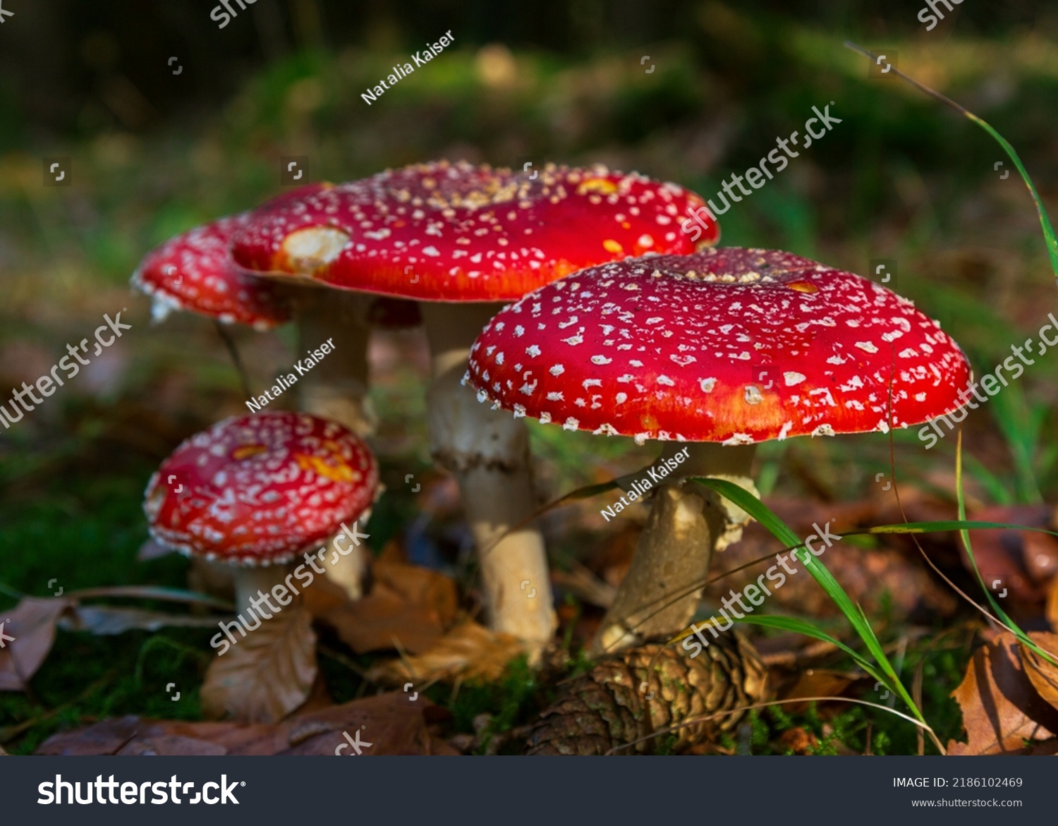 red fly agaric in a clearing in the forest #2186102469