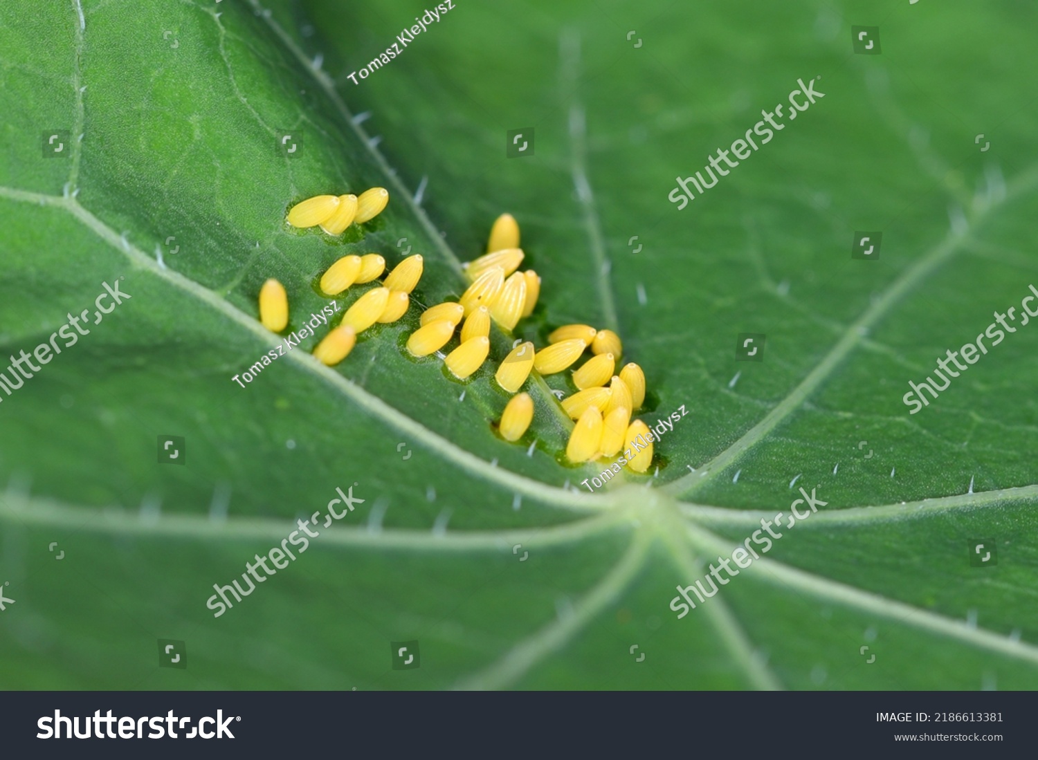 Large or cabbage white butterfly, Pieris brassicae, eggs laid on the  nastutium leaf in unusual individual pattern. #2186613381