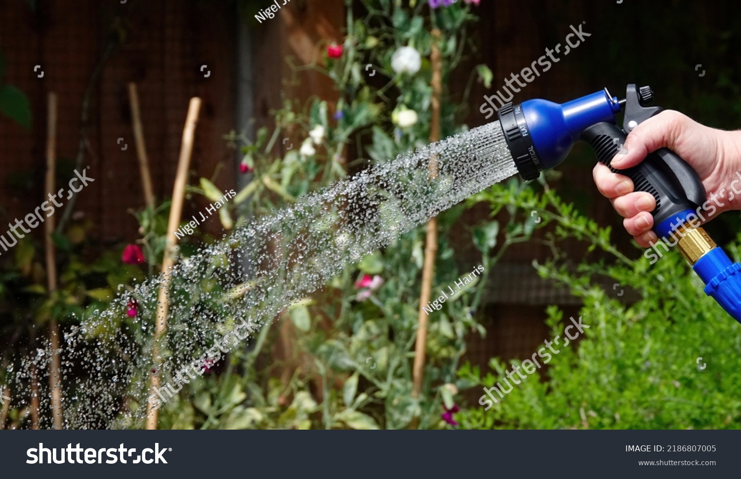 A hosepipe being used to water a garden in summer. #2186807005