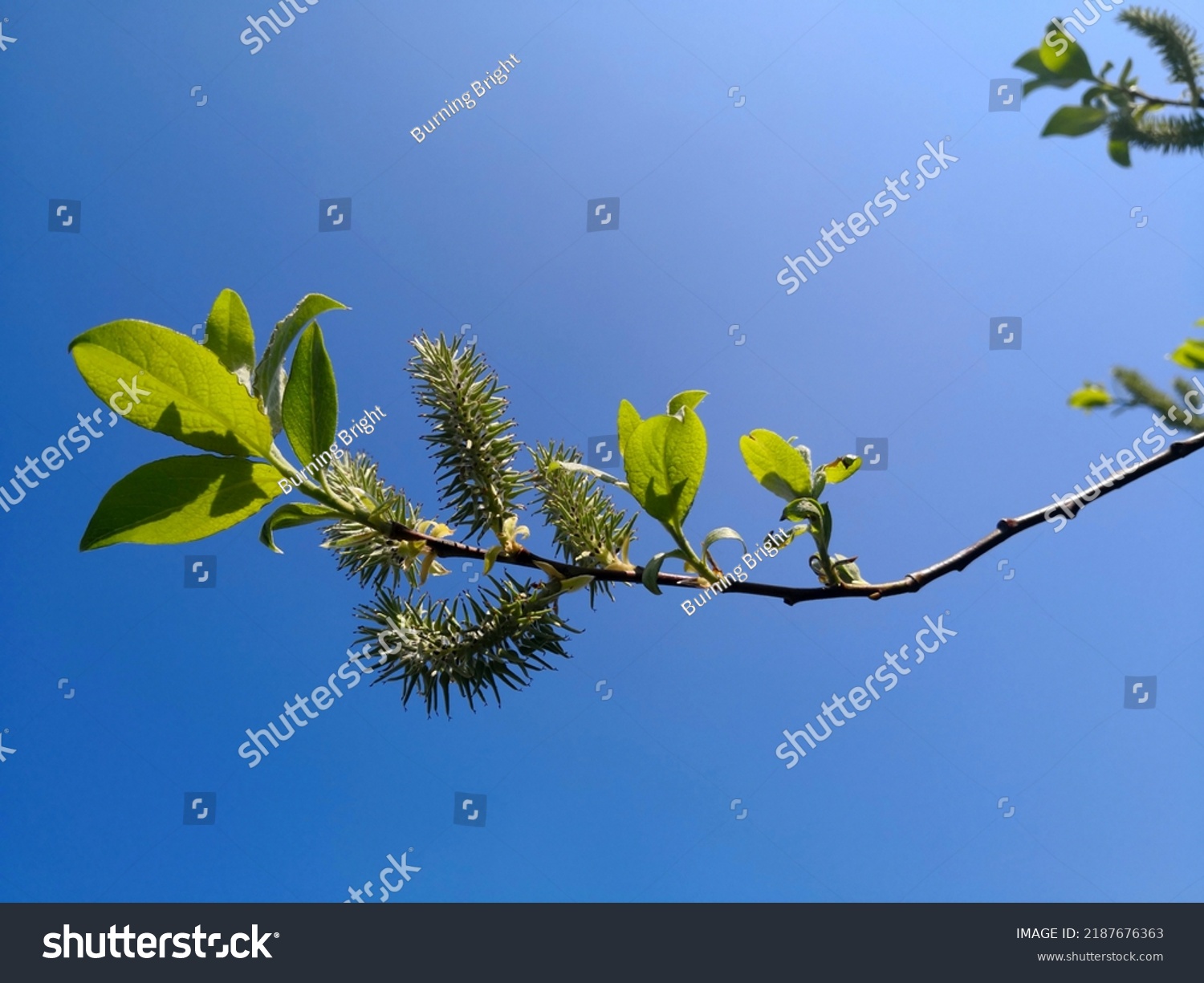 Twig of long-beaked willow (Salix bebbiana, Bebb's willow or diamond willow) with grey catkins and fresh green leaves in sunlight in background of bright blue sky. Image of flowering tree in spring #2187676363