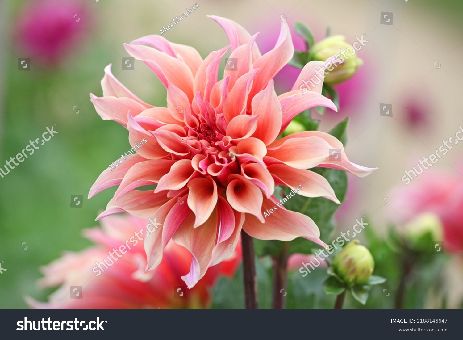 Decorative Dahlia 'Labyrinth' in flower.  #2188146647