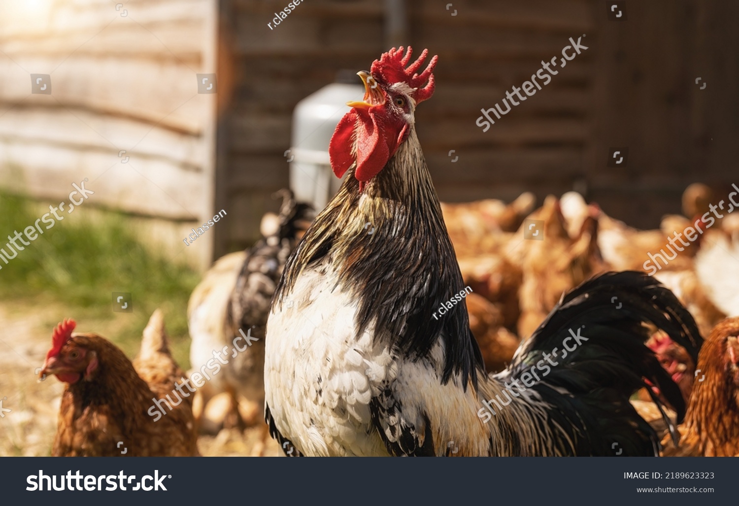 Rooster crows in a group of chickens at a hen house. Hens in bio farm. Chicken in hen house. Chickens in farm at sunny day #2189623323