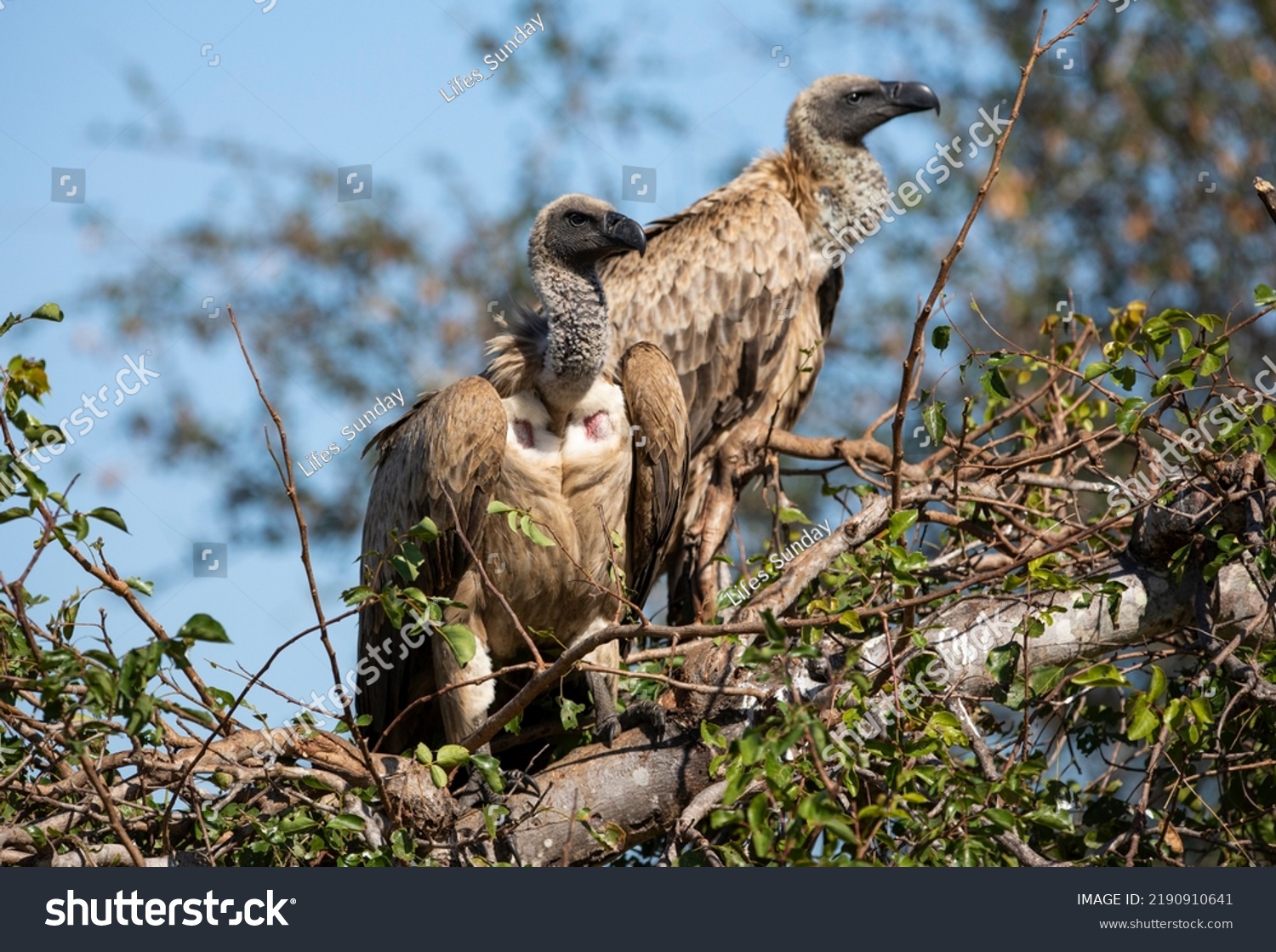 African white-backed vultures (Gyps africanus), in a tree in the African savannah of South Africa, these African carnivorous and scavenging birds live wildly and watch out for predator victims. #2190910641