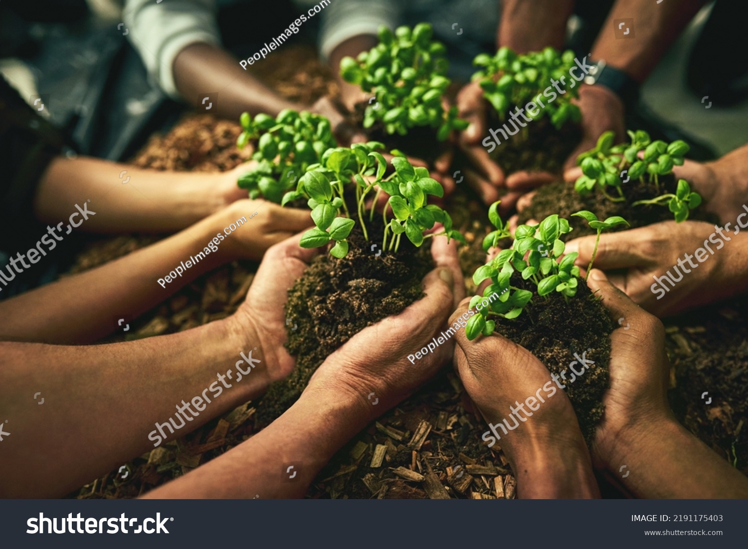 A diverse group of sustainable people holding plants in an eco friendly environment for nature conservation. Closeup of hands planting in fertile soil for sustainability and organic farming #2191175403