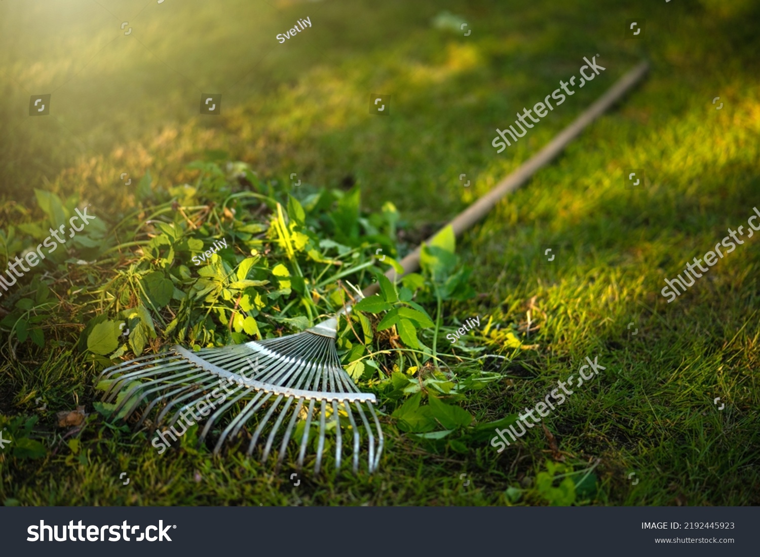 Garden rake for cleaning the territory. Fan rakes lie on the grass in the park. Clean up the garden. #2192445923