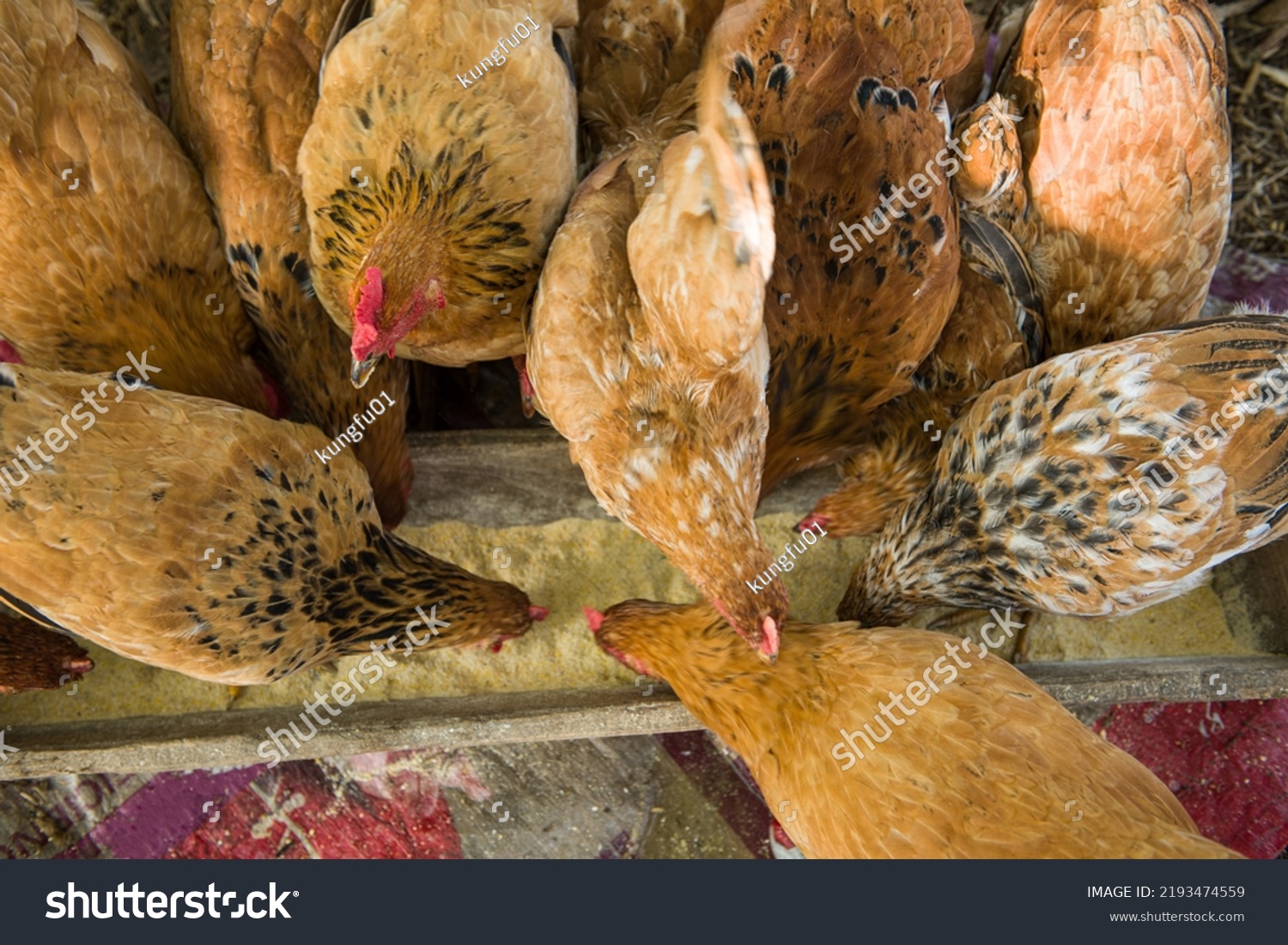 Free range chicken eating nutriment on a farm #2193474559
