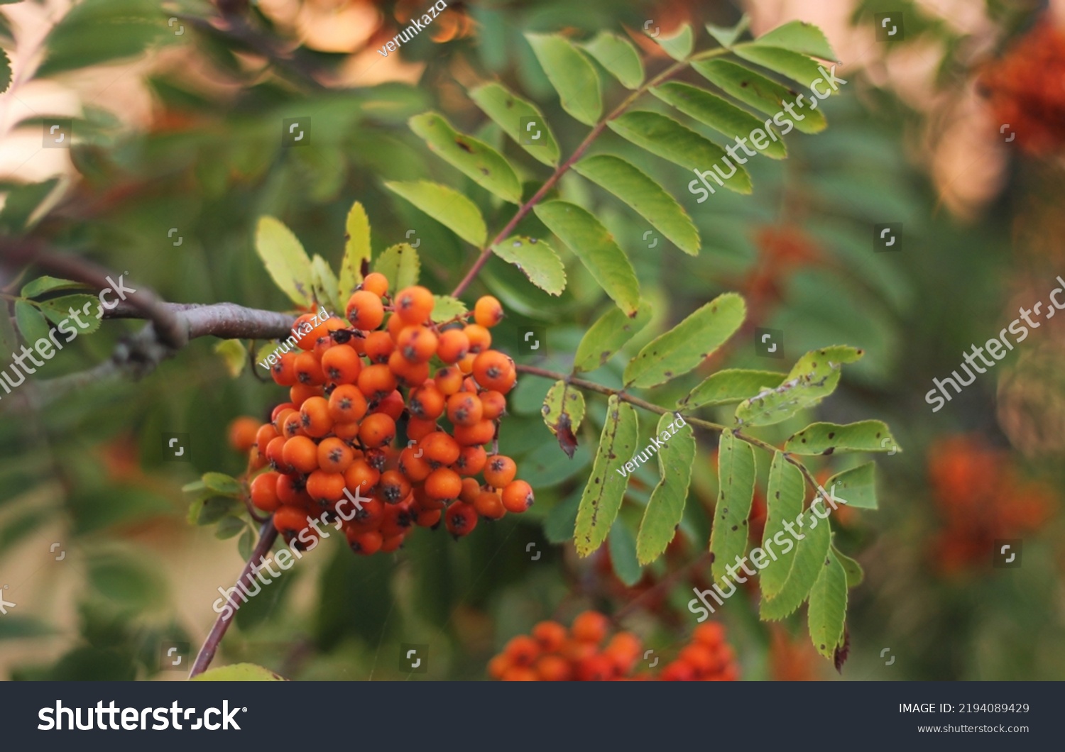 A rowan branch with corymb of many bright orange pomes. Orange fuits of mountain-ash with green leaves in the background. A tree in summer with sunset sky behind. Little rowanberries in a cluster. #2194089429