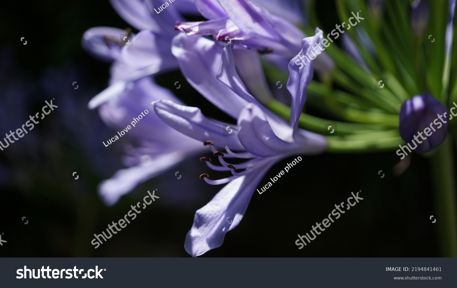 Blue lily, glowering in the botanic garden. Summer season #2194841461
