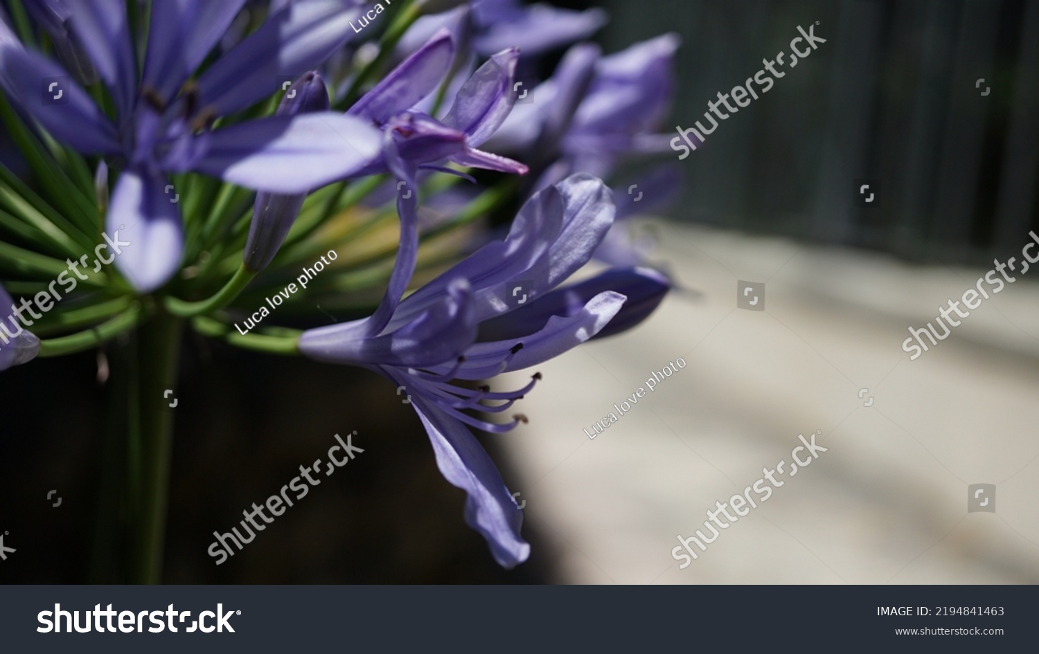 Blue lily, glowering in the botanic garden. Summer season #2194841463