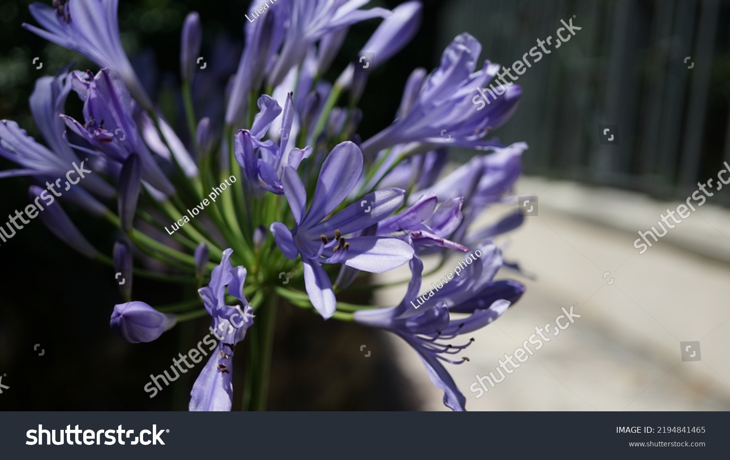 Blue lily, glowering in the botanic garden. Summer season #2194841465