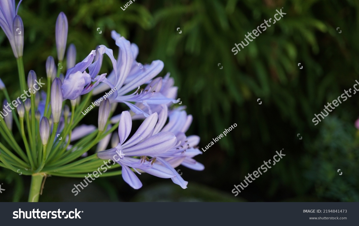 Blue lily, glowering in the botanic garden. Summer season #2194841473