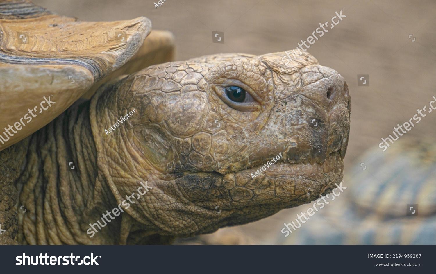 Close-up portrait of an African Spurred Tortoise (Centrochelys sulcata). Also called the Sulcata Tortoise, it lives in the Sahara desert in Africa and is the largest mainland species of tortoise. #2194959287