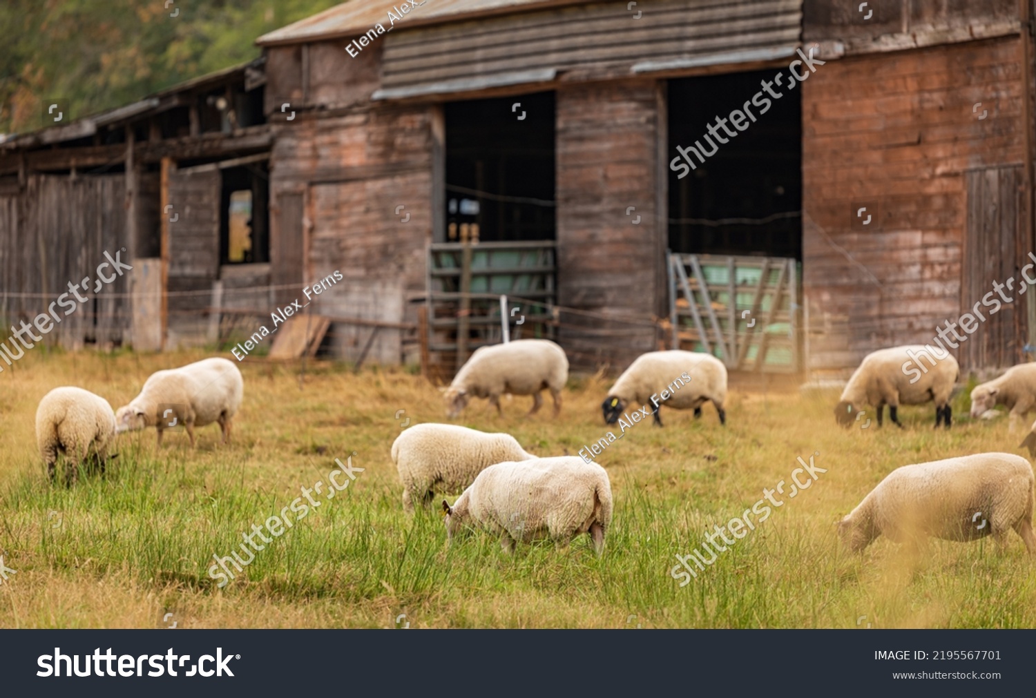 Sheep at the local farm. A group of sheep on a pasture stand next to each other. A small herd of sheep in a summer meadow-travel photo, no people, selective focus, blurred #2195567701
