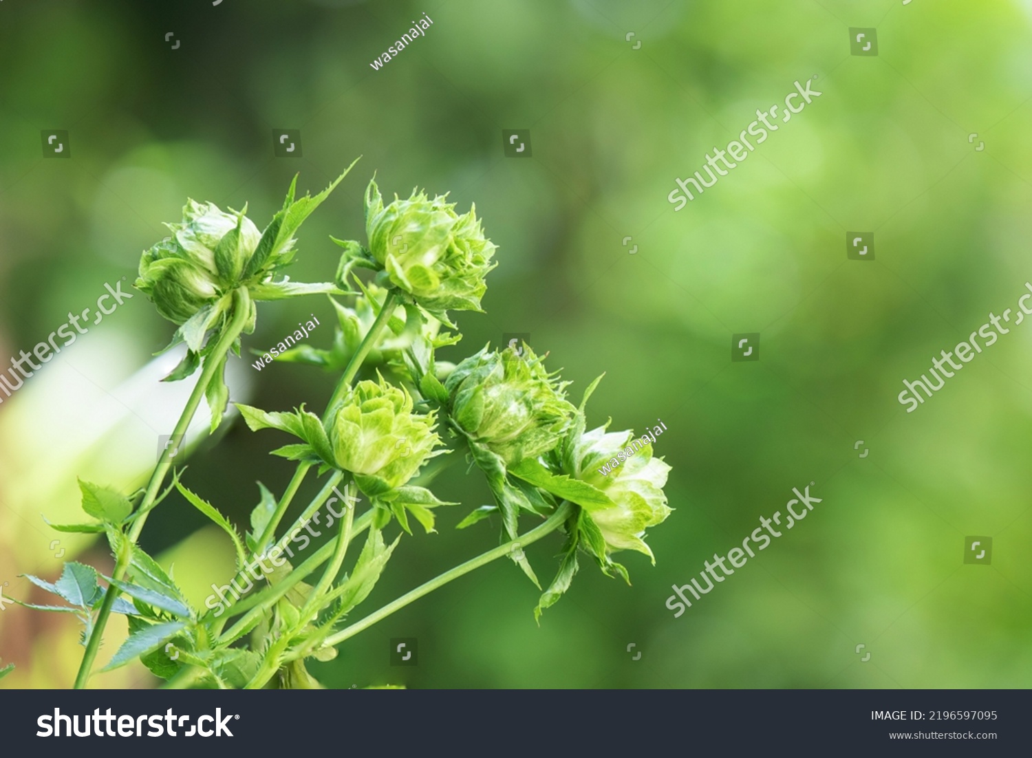 Green rose or concourse rose on bokeh nature background. #2196597095