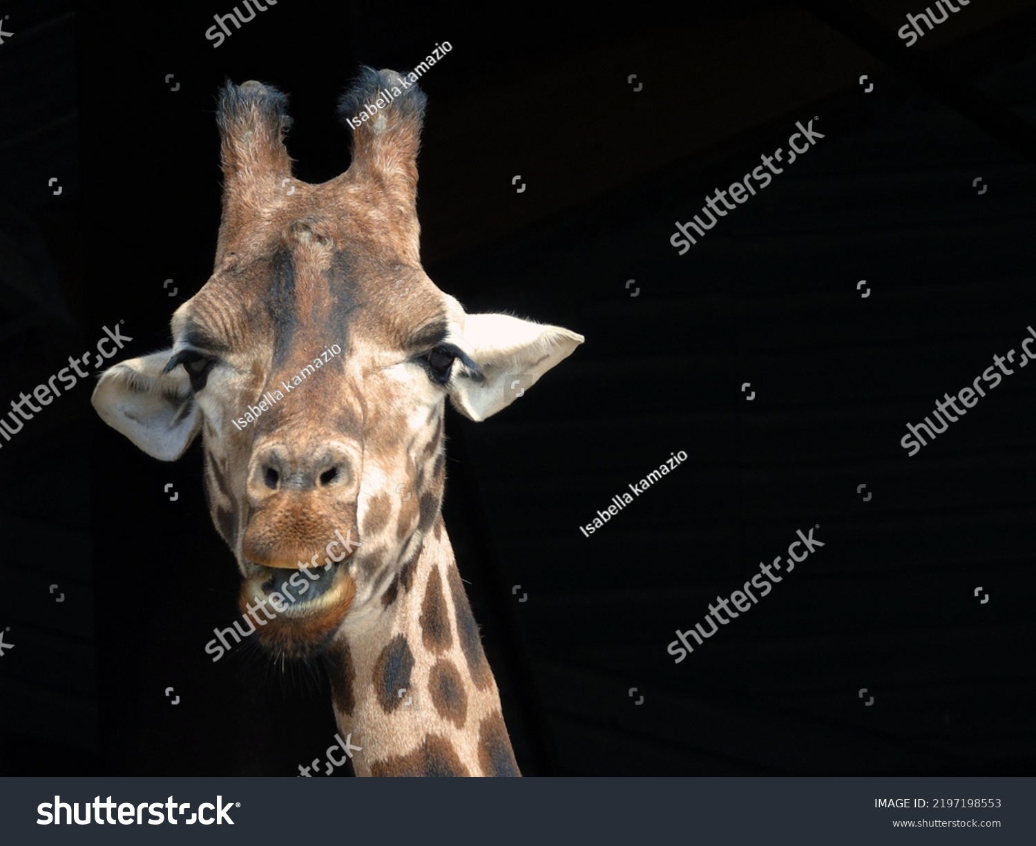 safari big cute mammal of Africa animal wildlife #2197198553