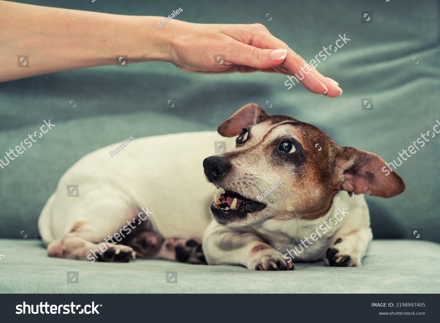 Pregnant female dog Jack Russell terrier growls to person hand. Animal instinct and behaviour. #2198997405