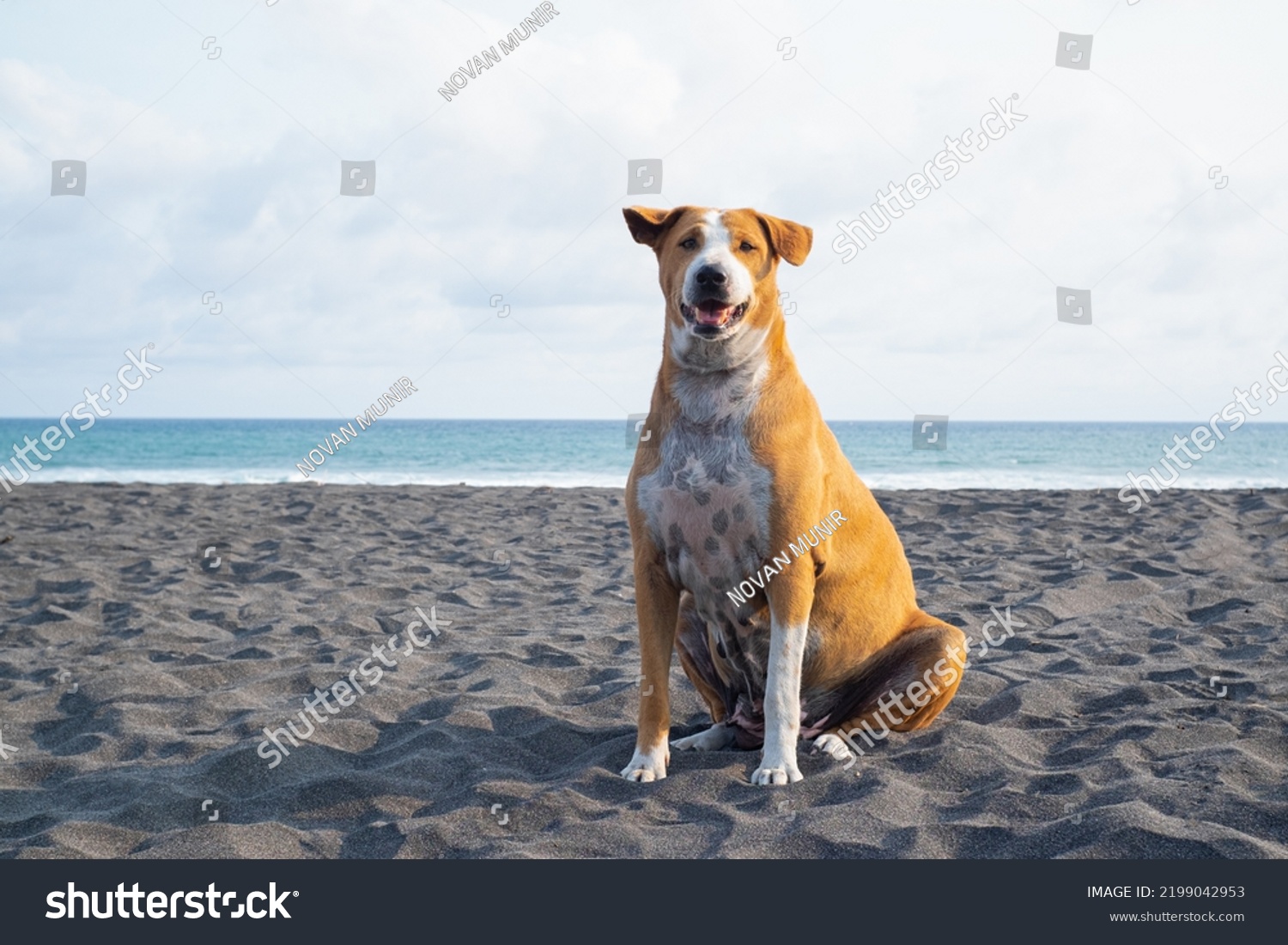 Portray of a dog enjoying her life on the beach before sunset. #2199042953