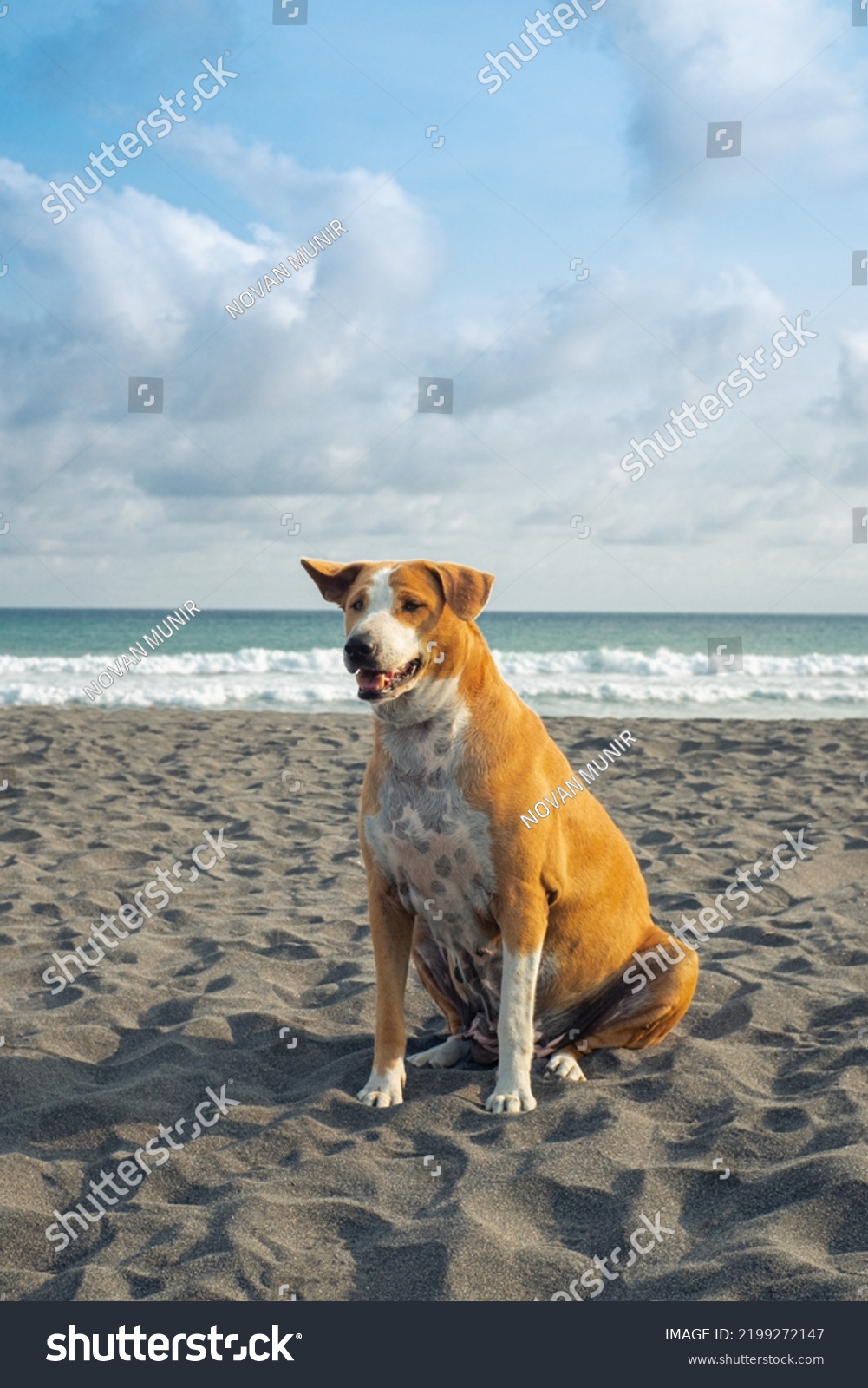 Portray of a dog enjoying her life on the beach before sunset. #2199272147