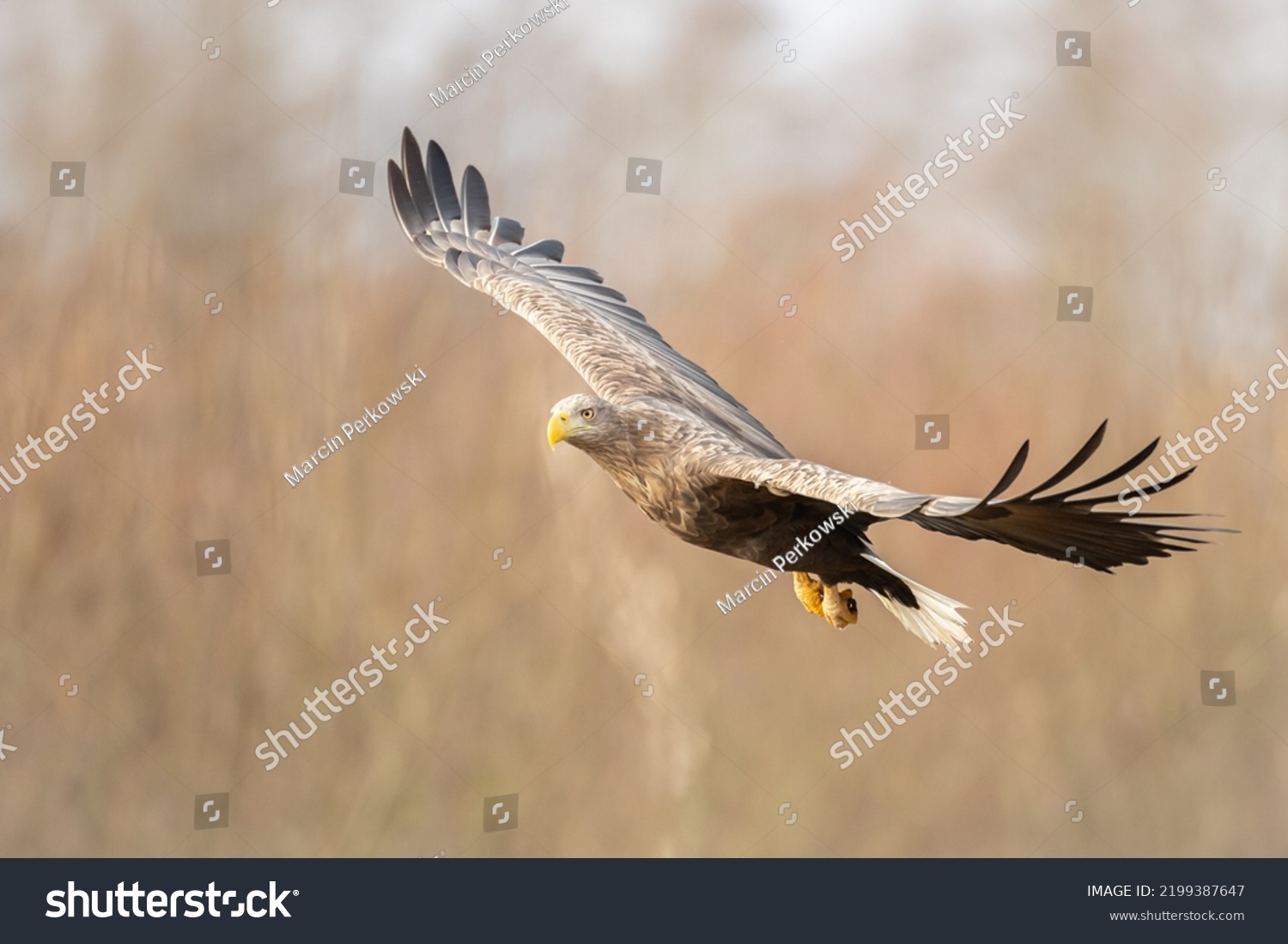 Majestic predator White-tailed eagle, Haliaeetus albicilla in Poland wild nature flying bird #2199387647