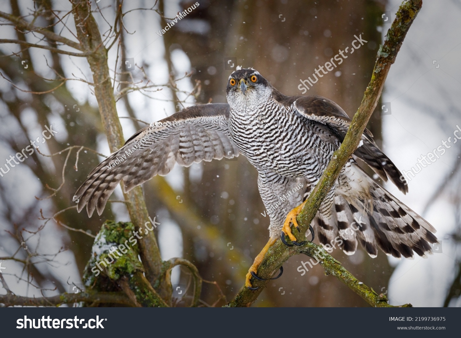 Hawk in snowfall. Northern goshawk, Accipiter gentilis, landing on branch in snowy forest. Majestic predator in wild nature. Cold winter. Beautiful bird with orange eyes. Habitat Europe, Asia, America #2199736975