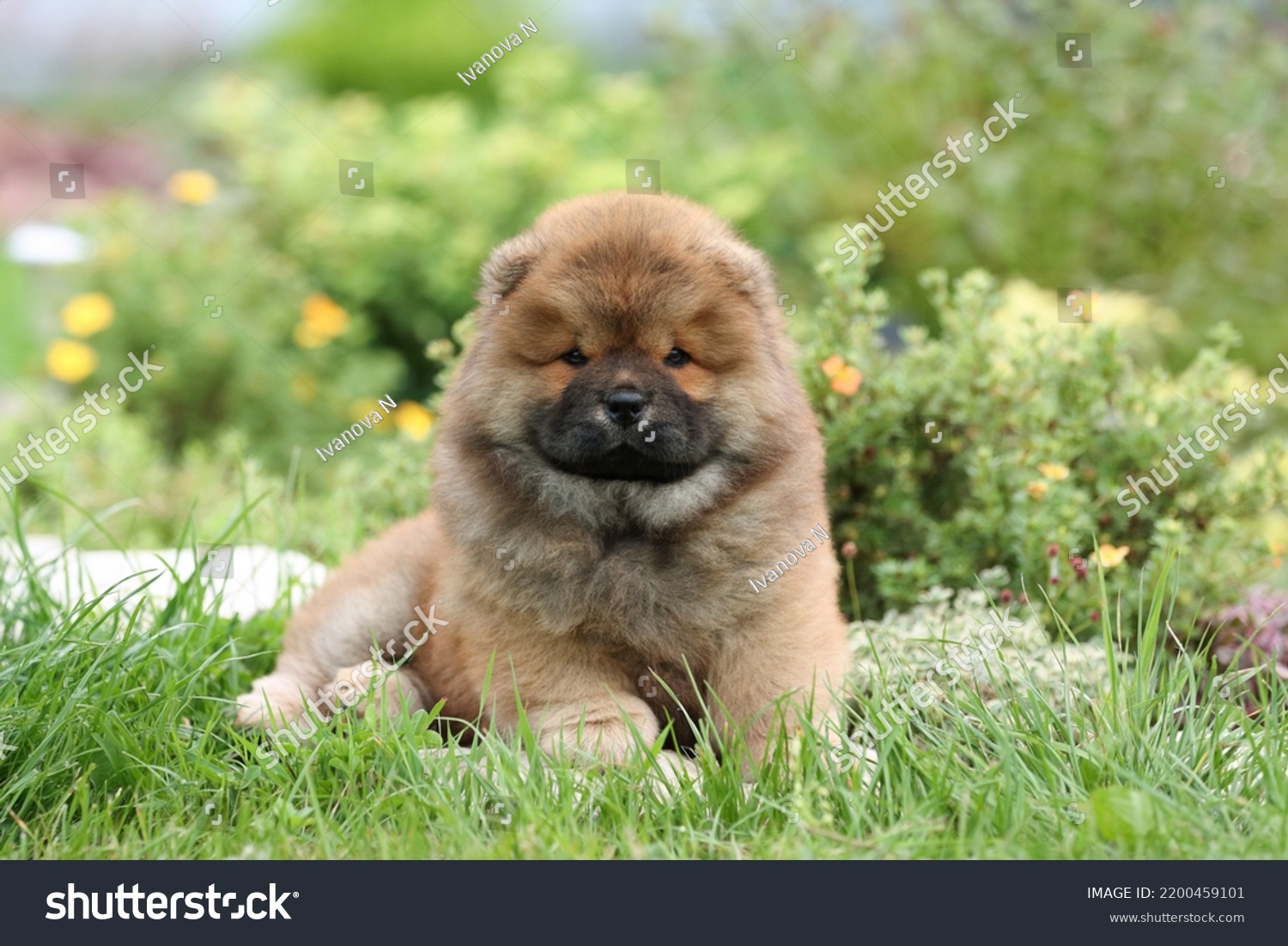 Cute fluffy chow chow puppy in nature #2200459101