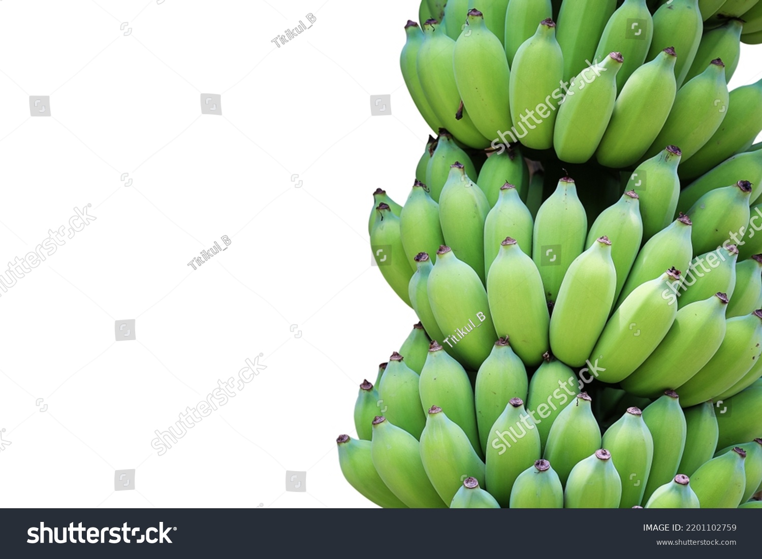 Bunch of cultivated bananas or organic bananas plantation isolated on white background with clipping path. #2201102759