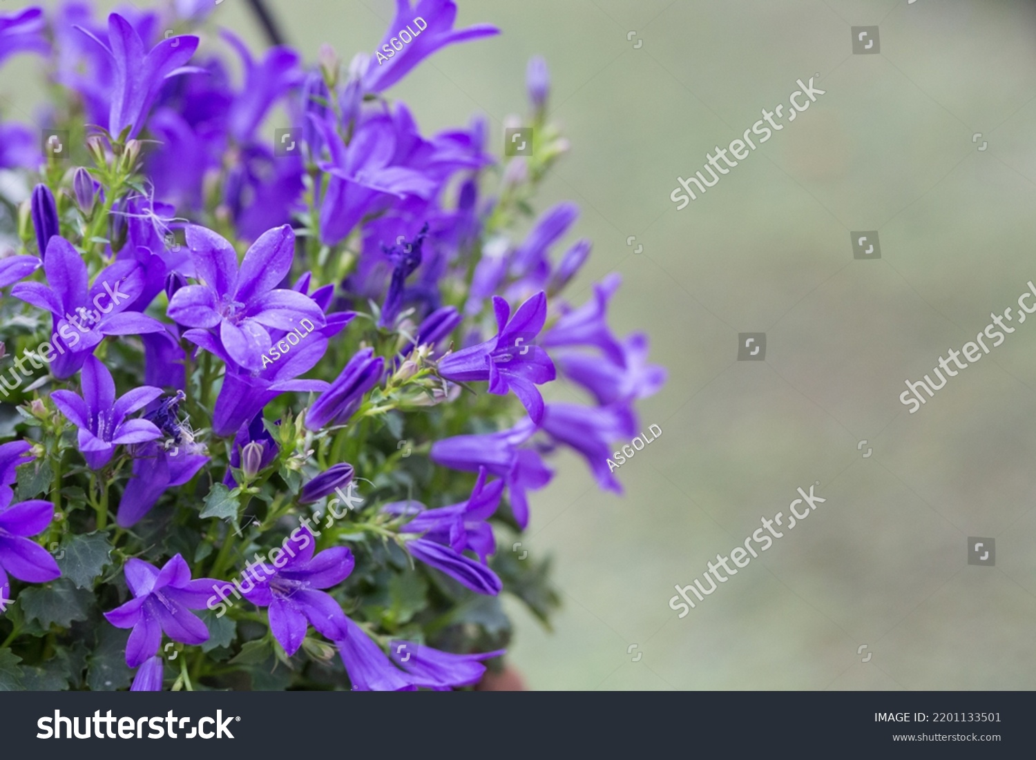 Outdoor spring purple flowers, Clustered Bellflower, Campanula glomerata L #2201133501
