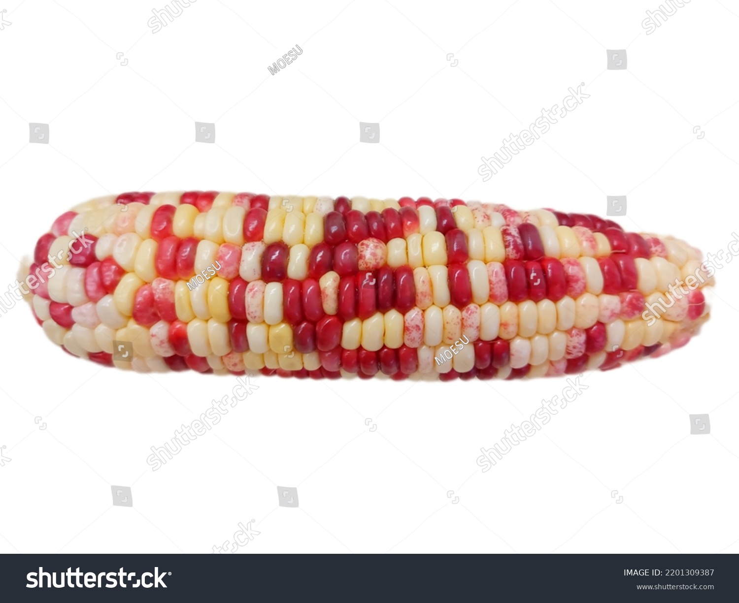 Fresh waxy corn isolated on white background.  #2201309387