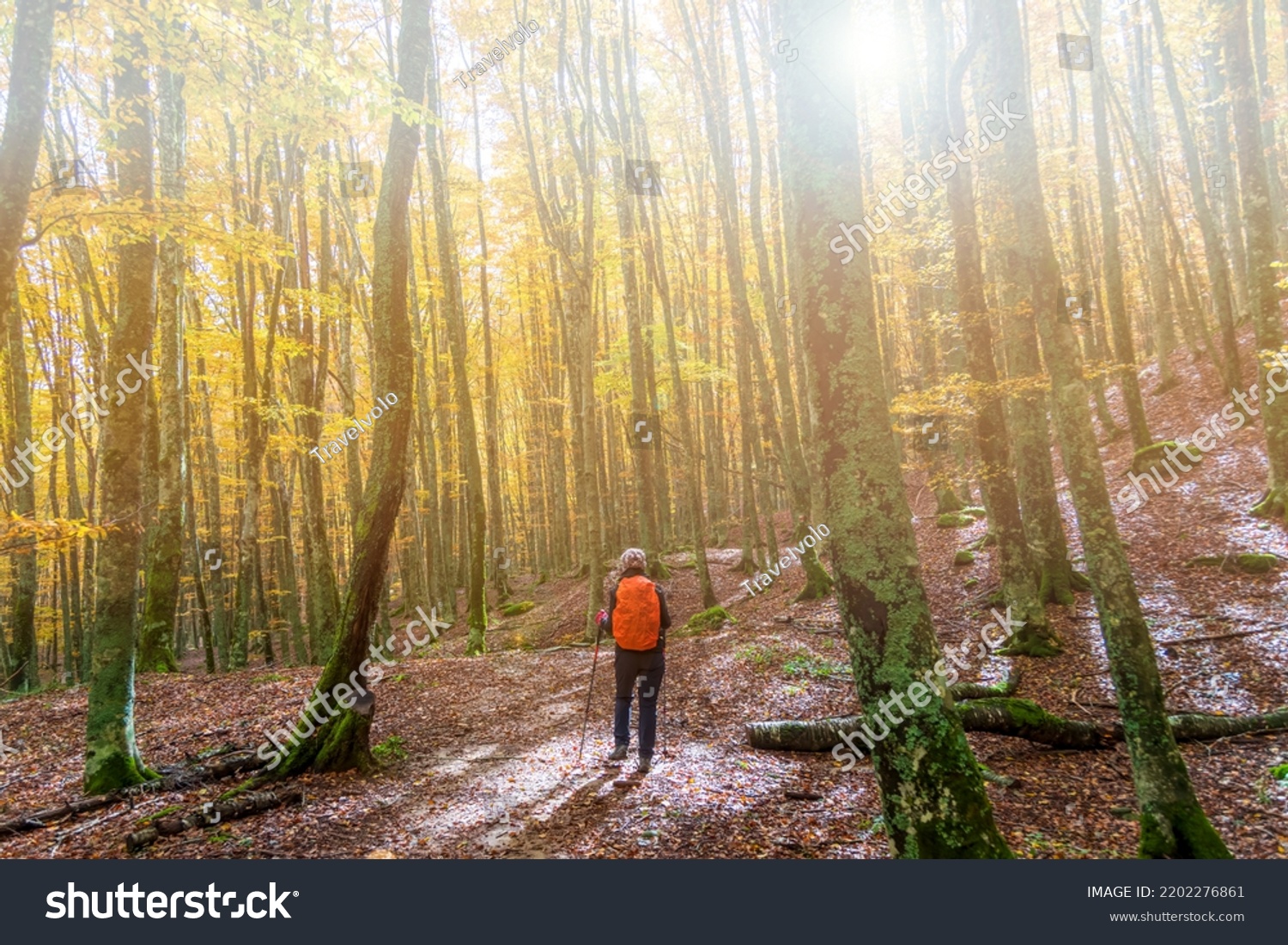 Young woman hiker on a trail during fall foliage season with yellow and orange leaves in a forest in autumn. Parco Nazionale delle Foreste Casentinesi, Tuscany, Italy #2202276861