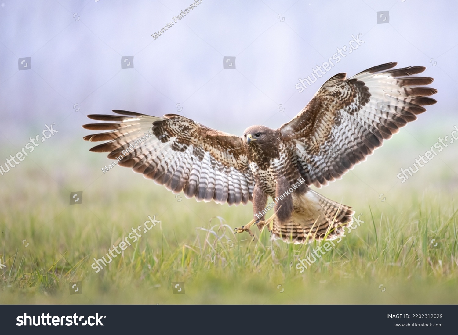 Common buzzard (Buteo buteo) in the fields in winter snow, buzzards in natural habitat, hawk bird on the ground, predatory bird close up #2202312029