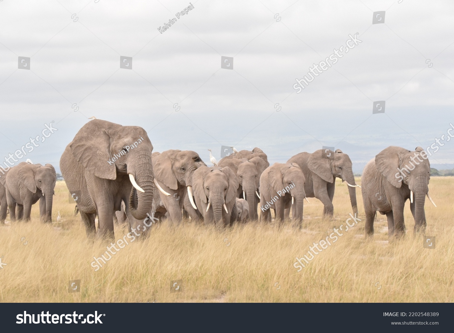 Elephant Herd grazing in Amboseli  #2202548389