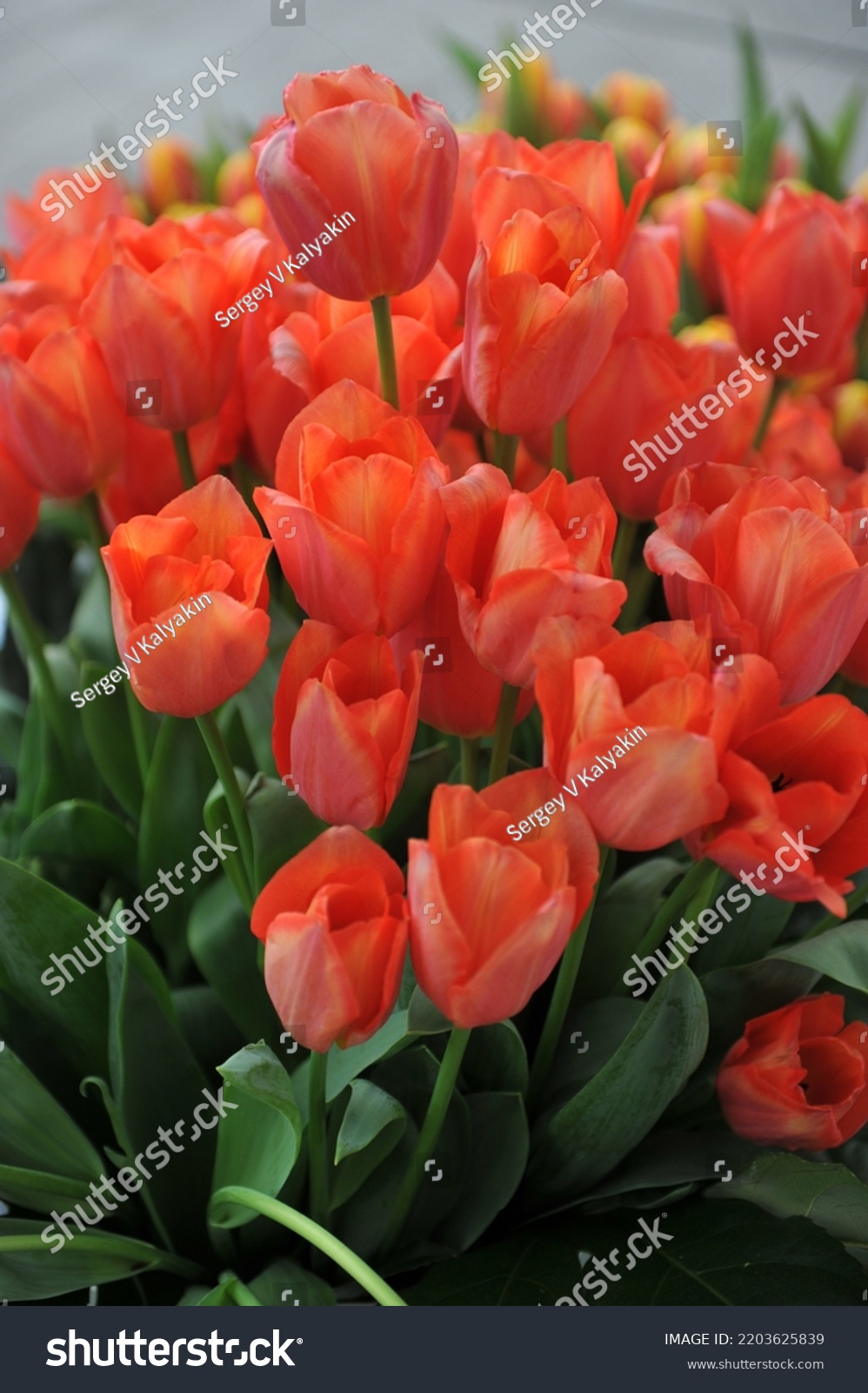 A bouquet of orange-red Triumph tulips (Tulipa) Rollecate in a garden in April #2203625839