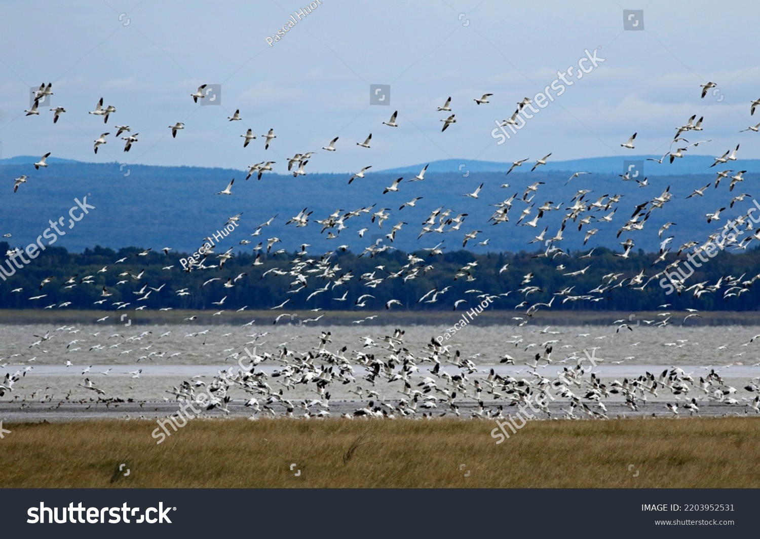 Migration of snow geese at Cap Tourmente National Wildlife Area in Quebec #2203952531