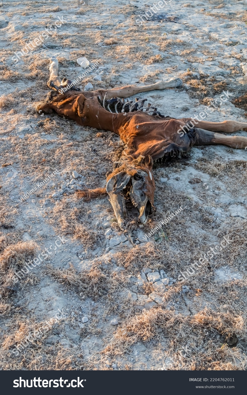 Dead horse decomposes on the ground in nature #2204762011