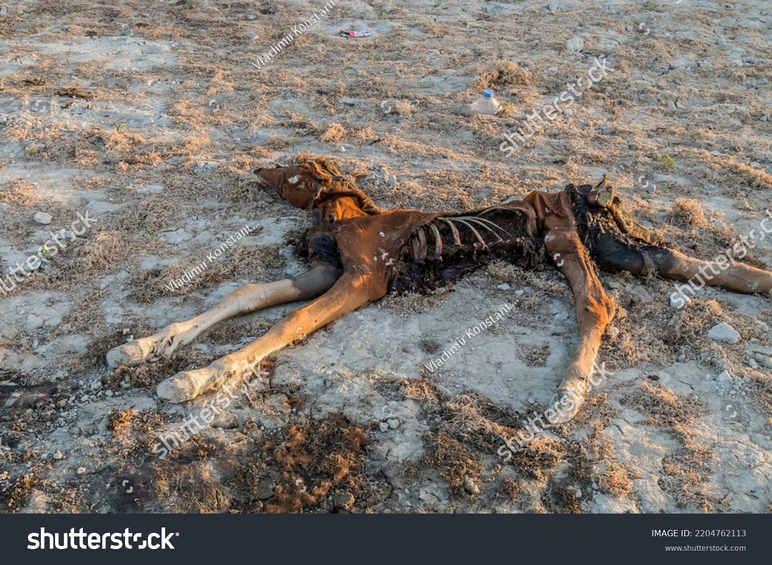 Dead horse decomposes on the ground in nature #2204762113