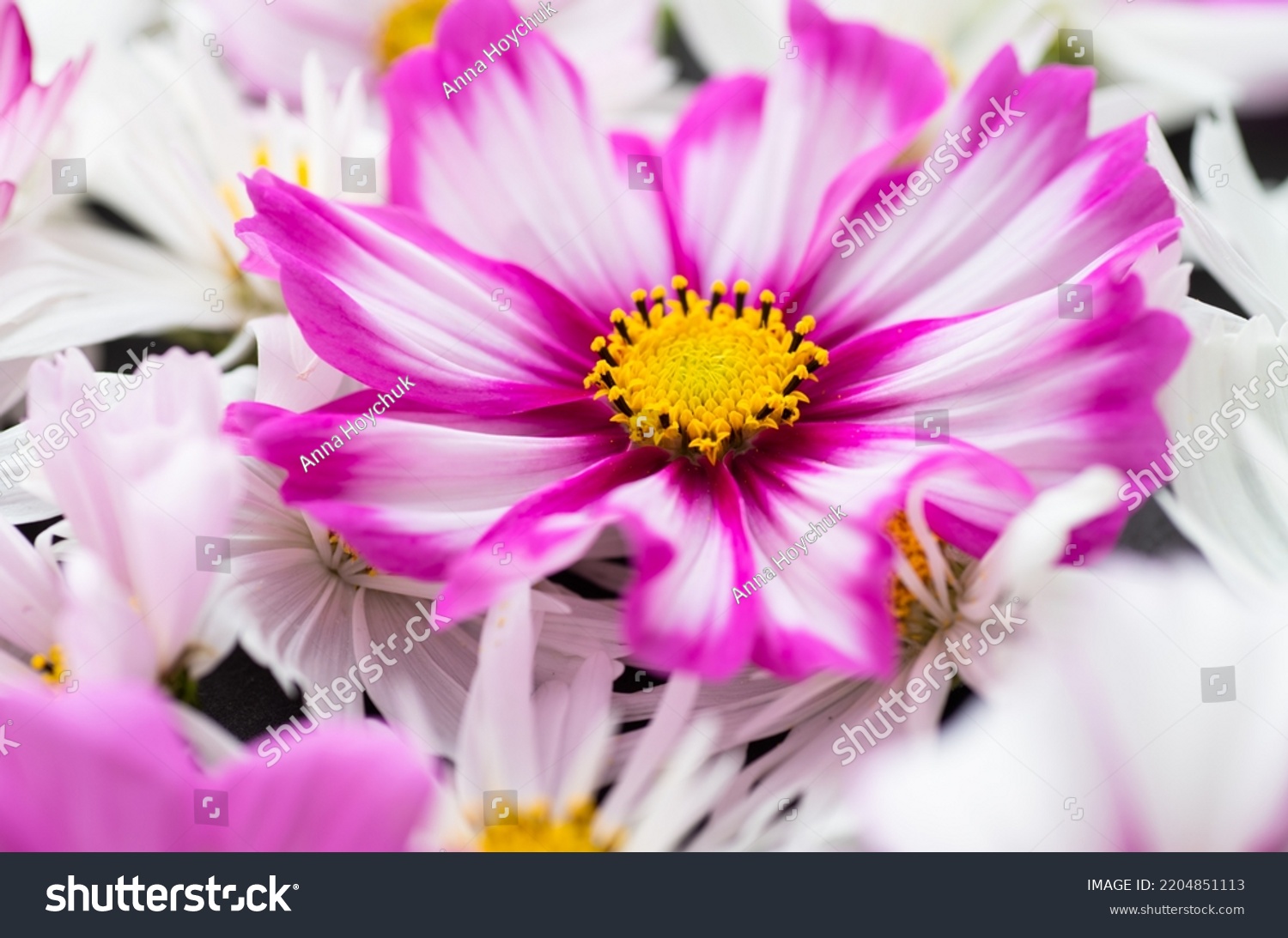 Close up Background of Multicolored Cosmos Flowers #2204851113