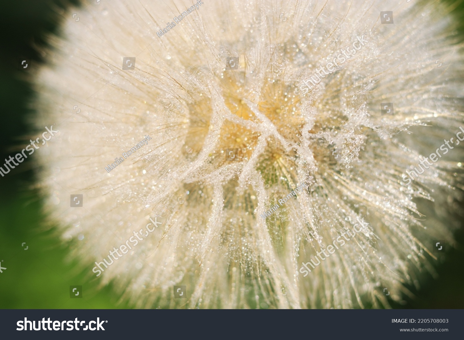 Beautiful Dandelion close-up with dew or water drops. Natural background. Fluffy dandelion with dew drops. Natural blurred spring background. Spring. Abstract dandelion flower background. After rain #2205708003