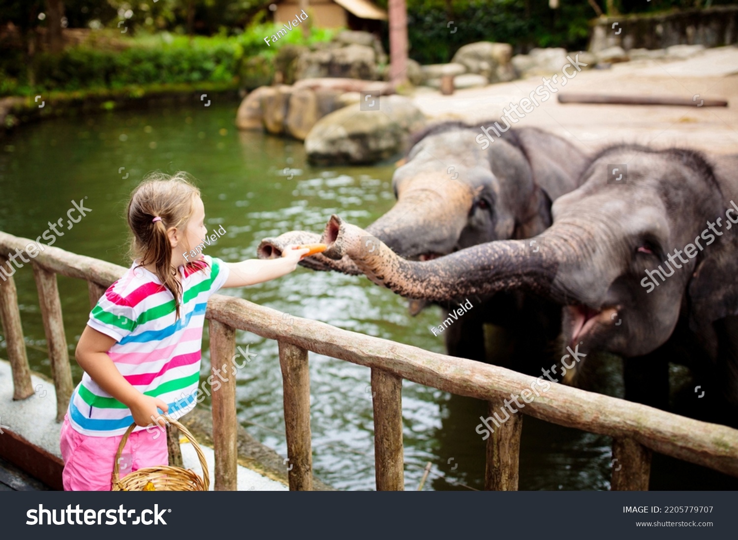 Family feeding elephant in zoo. Children feed Asian elephants in tropical safari park during summer vacation  #2205779707