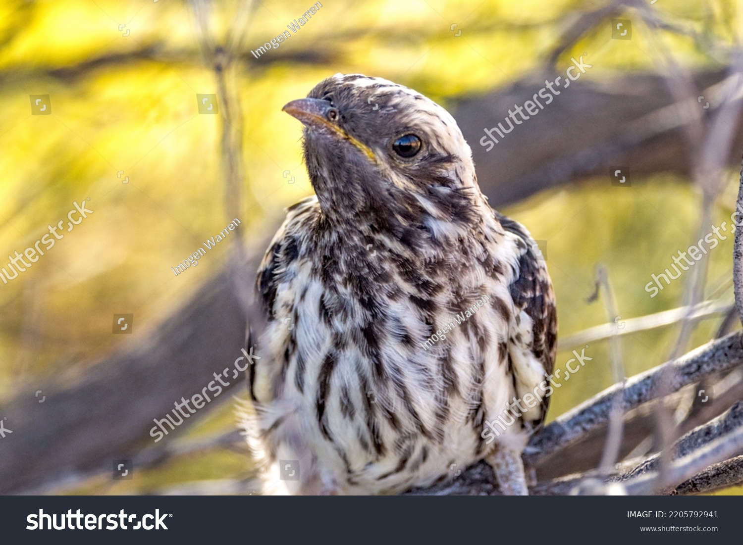 Pallid Cuckoo Chick in South Australia #2205792941