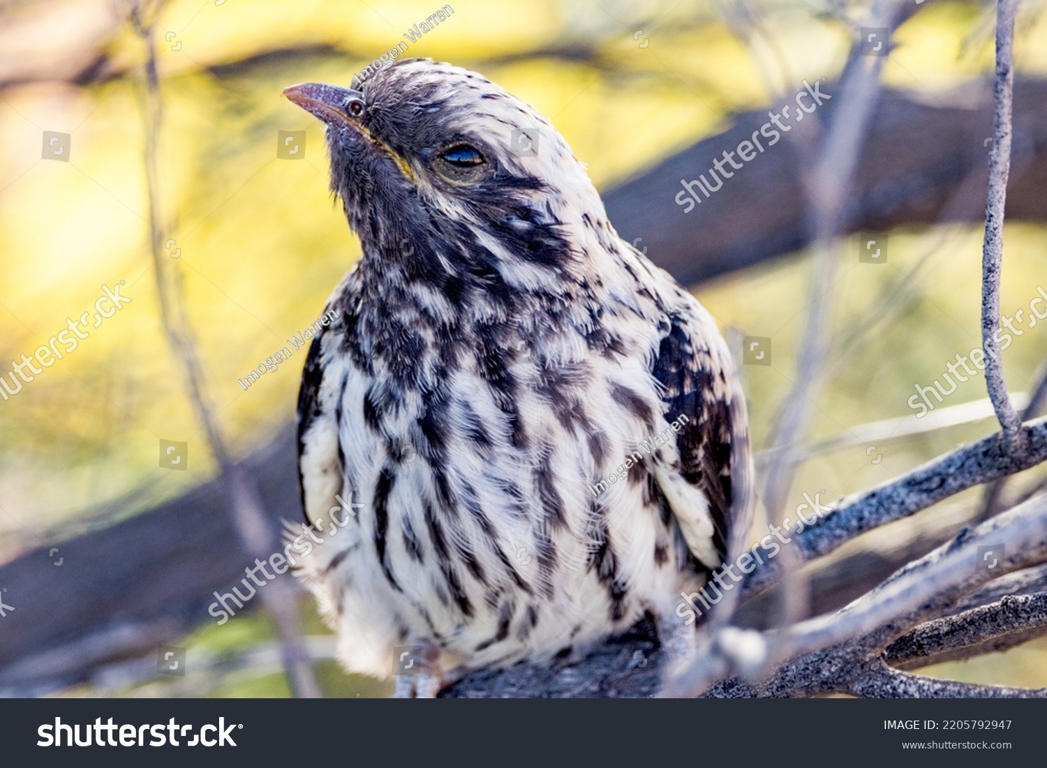 Pallid Cuckoo Chick in South Australia #2205792947