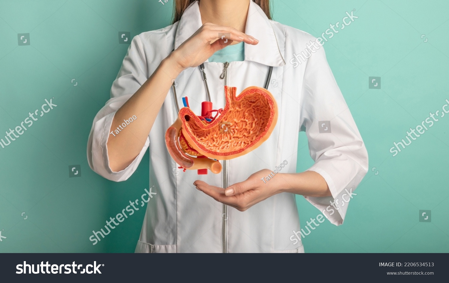 Female doctor with a stethoscope is holding mock stomach in the hands. Help and care concept #2206534513