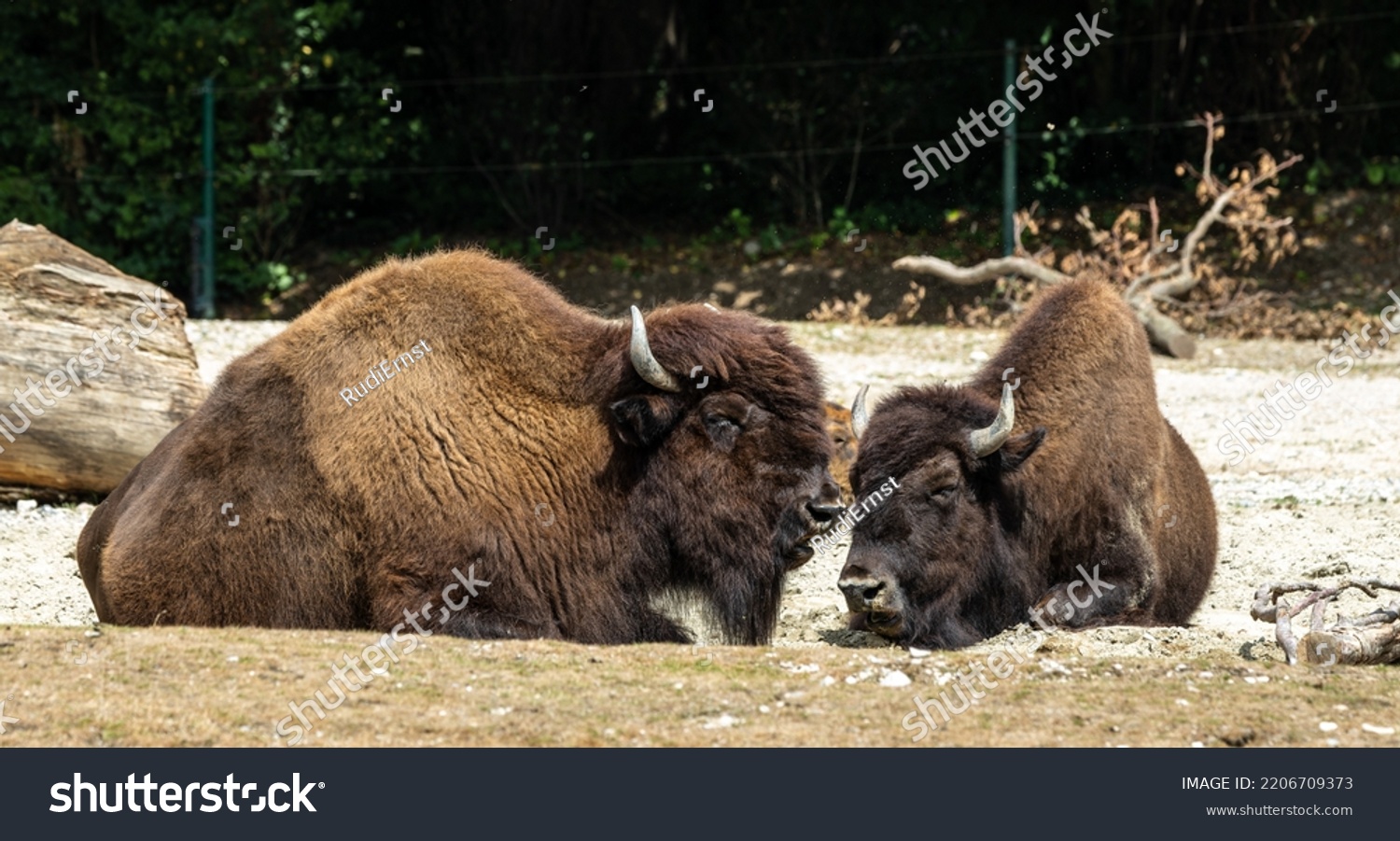 The American bison or simply bison, also commonly known as the American buffalo or simply buffalo, is a North American species of bison that once roamed North America in vast herds. #2206709373