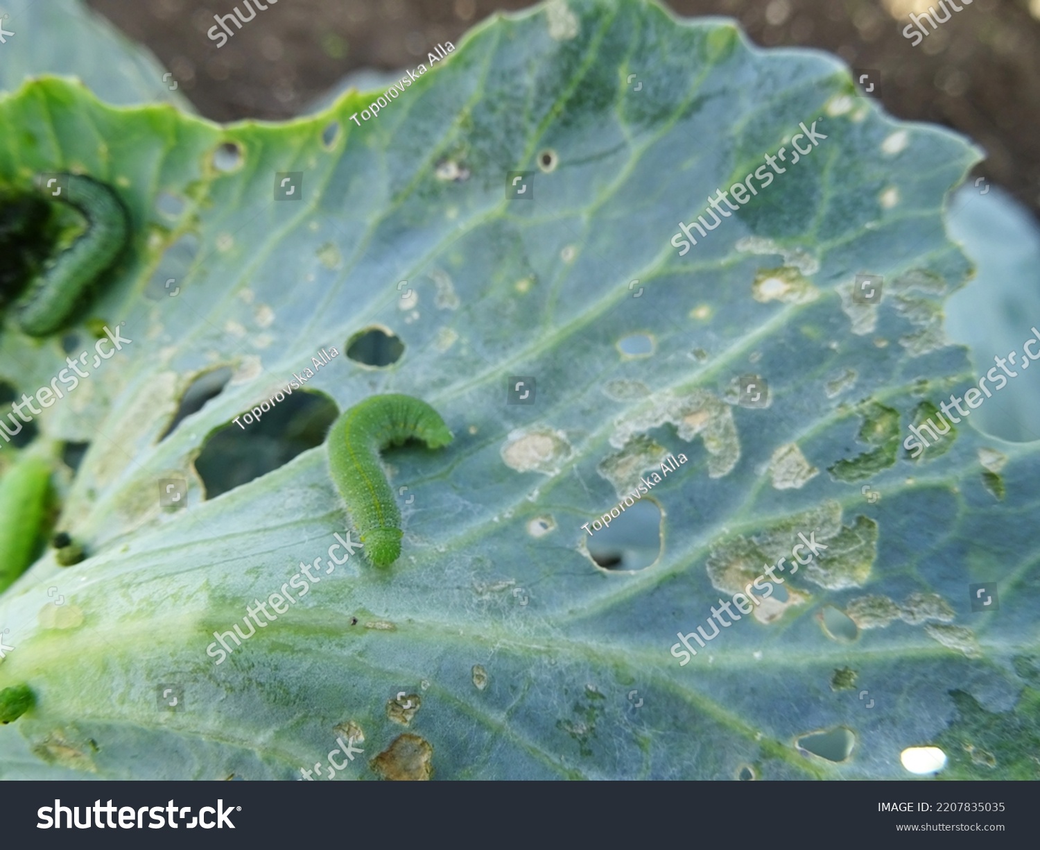 Loss of cabbage crop, plants damaged by caterpillars                                #2207835035