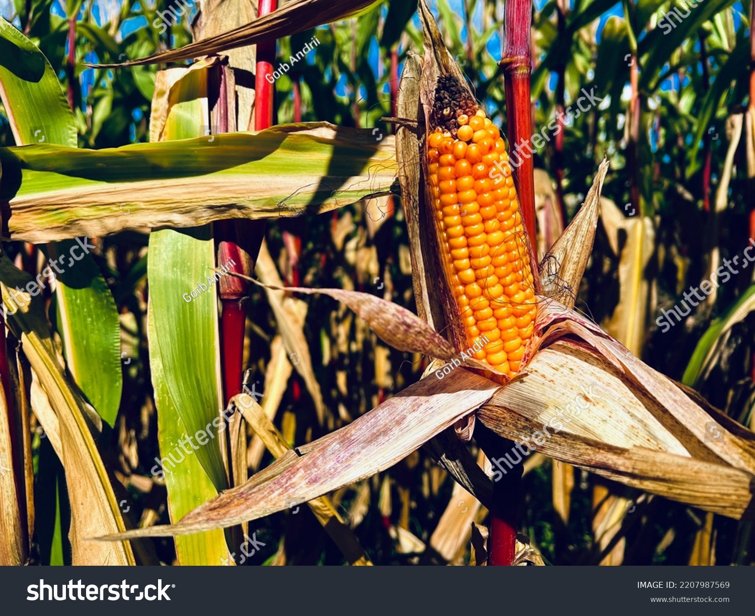 Corn on the cob in the field close up #2207987569